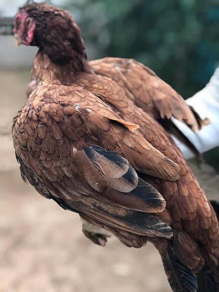 Two Aseel Hens for Sale 1