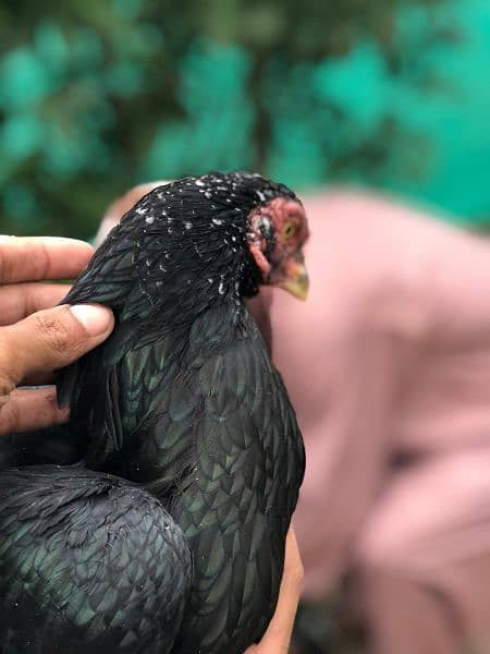 Two Aseel Hens for Sale 2