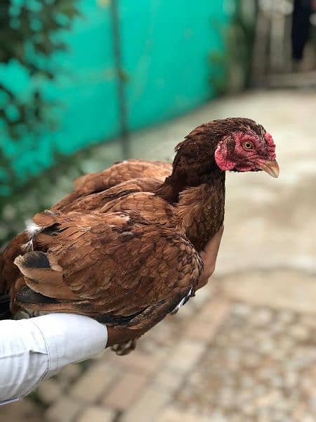 Two Aseel Hens for Sale 3