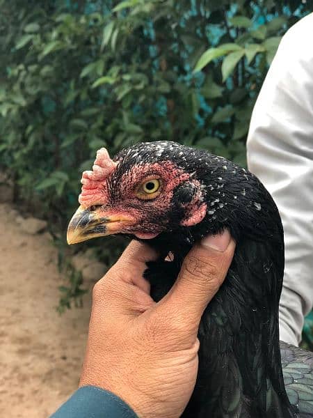 Two Aseel Hens for Sale 4