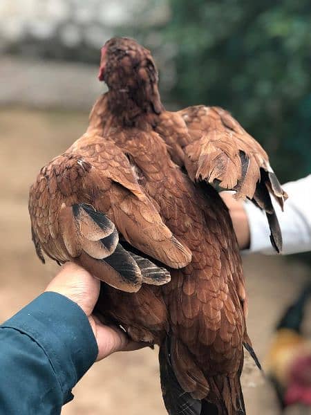 Two Aseel Hens for Sale 5