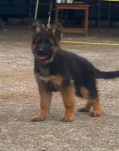 German shepherd pedigree with microchipped puppies available