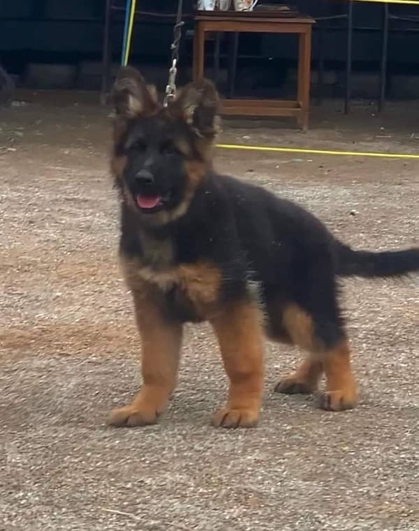 German shepherd pedigree with microchipped puppies available 0