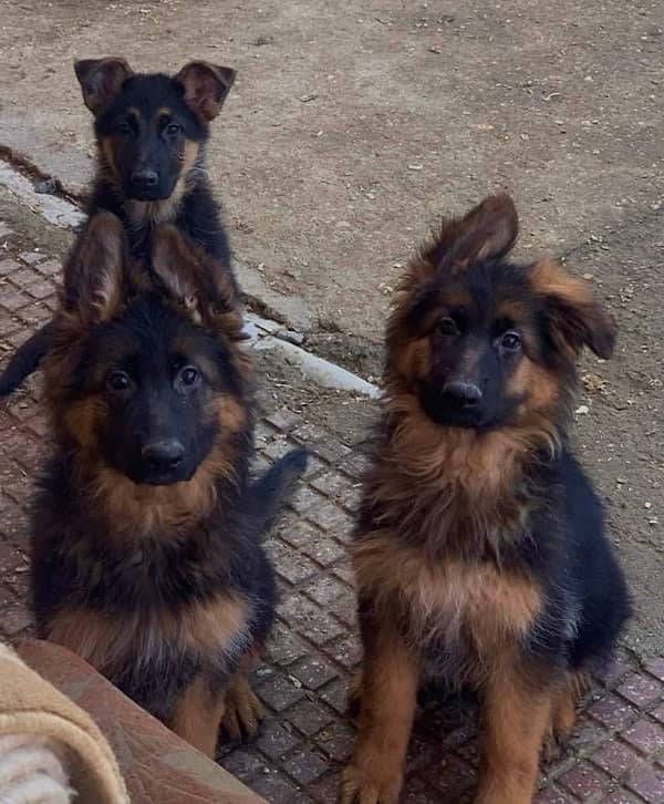 German shepherd pedigree with microchipped puppies available 1