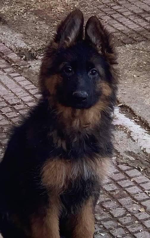 German shepherd pedigree with microchipped puppies available 2