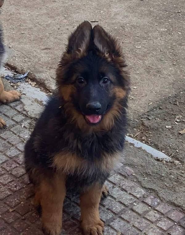 German shepherd pedigree with microchipped puppies available 3