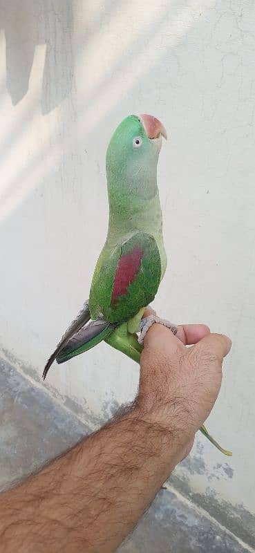 Raw parrot 4