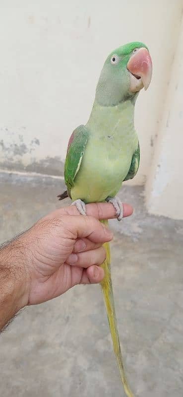 Raw parrot 5