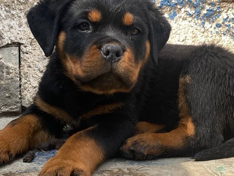 Rottweiler pedigree champion blood line puppies available for sale 1