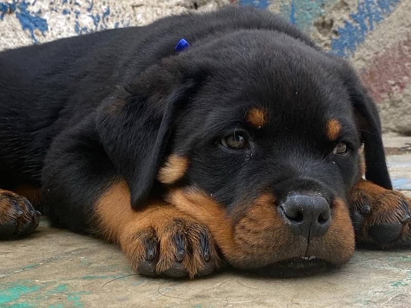 Rottweiler pedigree champion blood line puppies available for sale 2