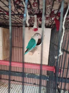 Lovebirds for Sale