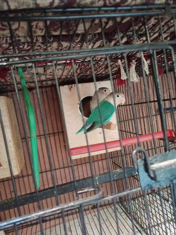 Lovebirds for Sale 2