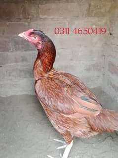 Aseel Female For Sale