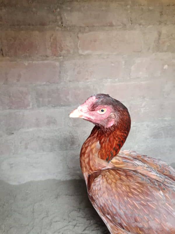 Aseel Female For Sale 1