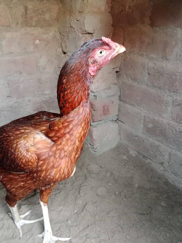 Aseel Female For Sale 3