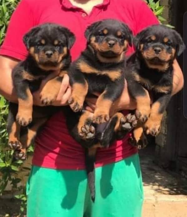 Rottweiler pedigree with microchipped champion blood line puppies 1