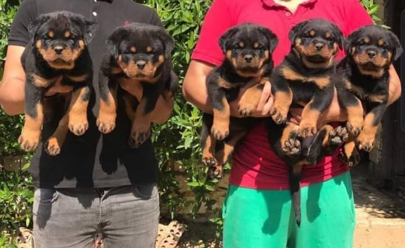 Rottweiler pedigree with microchipped champion blood line puppies 2