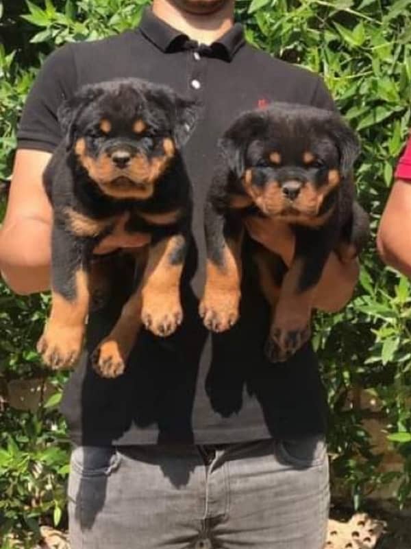 Rottweiler pedigree with microchipped champion blood line puppies 3