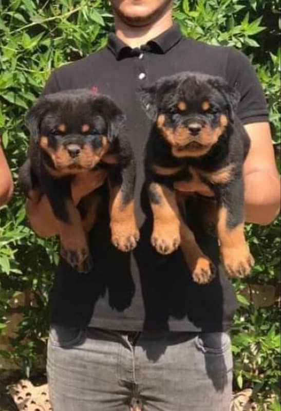 Rottweiler pedigree with microchipped champion blood line puppies 4