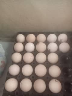 Desi Eggs