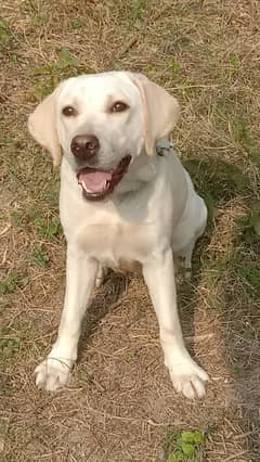 British Labrador white colour female female