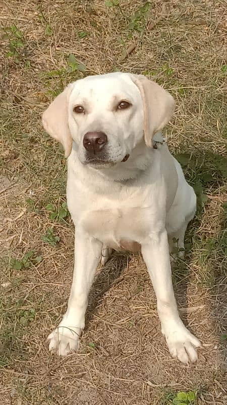 British Labrador white colour female female 1