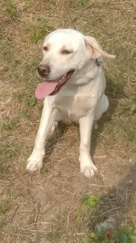 British Labrador white colour female female 2