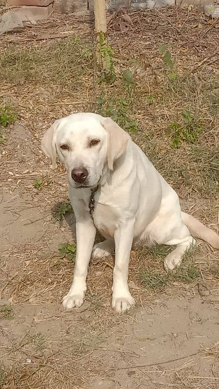 British Labrador white colour female female 3