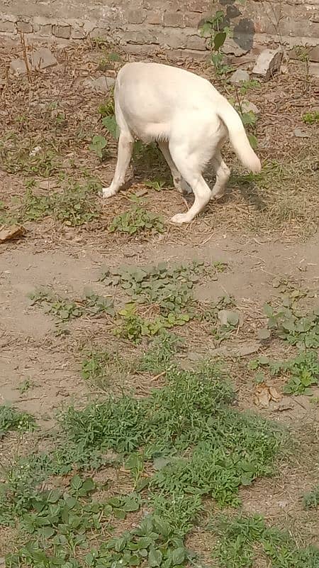 British Labrador white colour female female 4