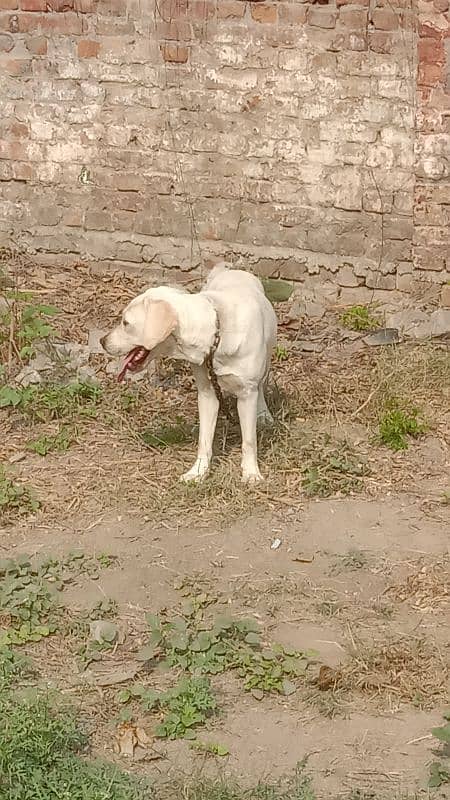 British Labrador white colour female female 5