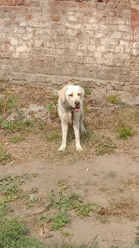 British Labrador white colour female female 6