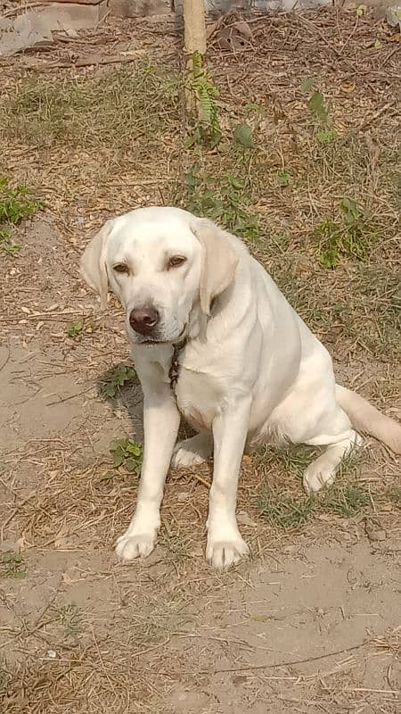 British Labrador white colour female female 7