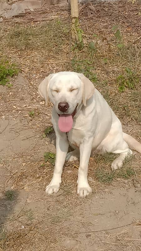 British Labrador white colour female female 8