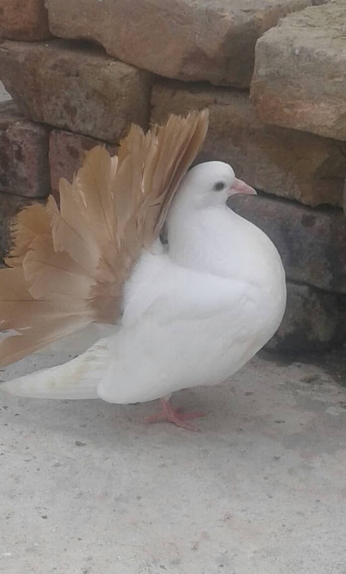 Yellow Tail / Frill Back Pigeon & Rainbow Bajri. 6