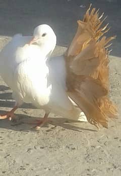 Yellow Tail / Frill Back Pigeon & Rainbow Bajri.