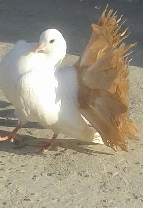 Yellow Tail / Frill Back Pigeon & Rainbow Bajri. 0