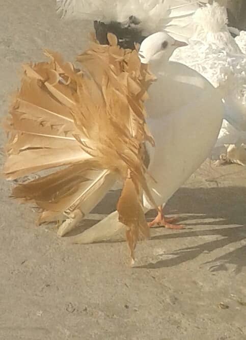 Yellow Tail / Frill Back Pigeon & Rainbow Bajri. 2