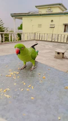 Green parrot Hand hand hand tame tame