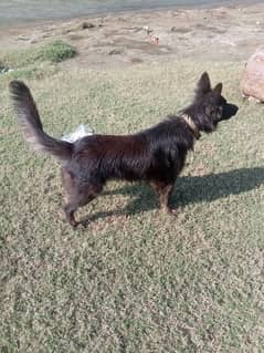 Black German shepherd dog