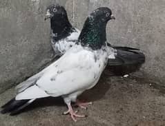 Teddy Pigeons