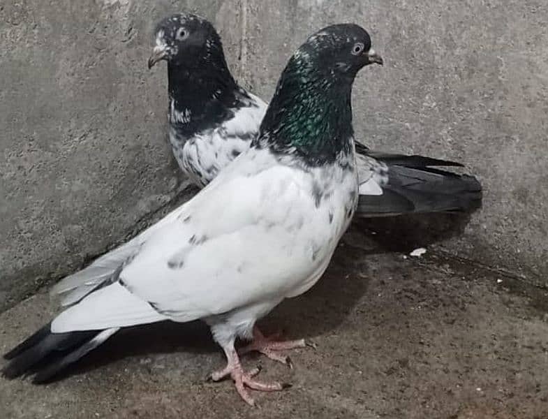 Teddy Pigeons 1