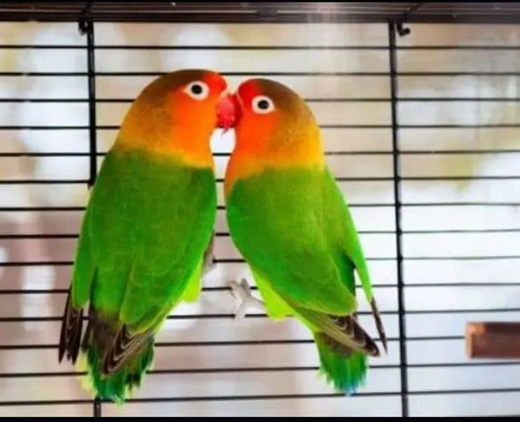 love birds 0