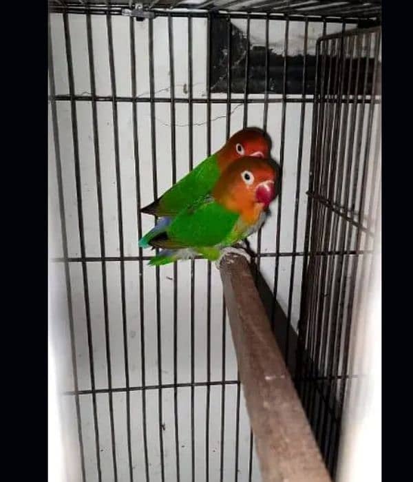 love birds 1