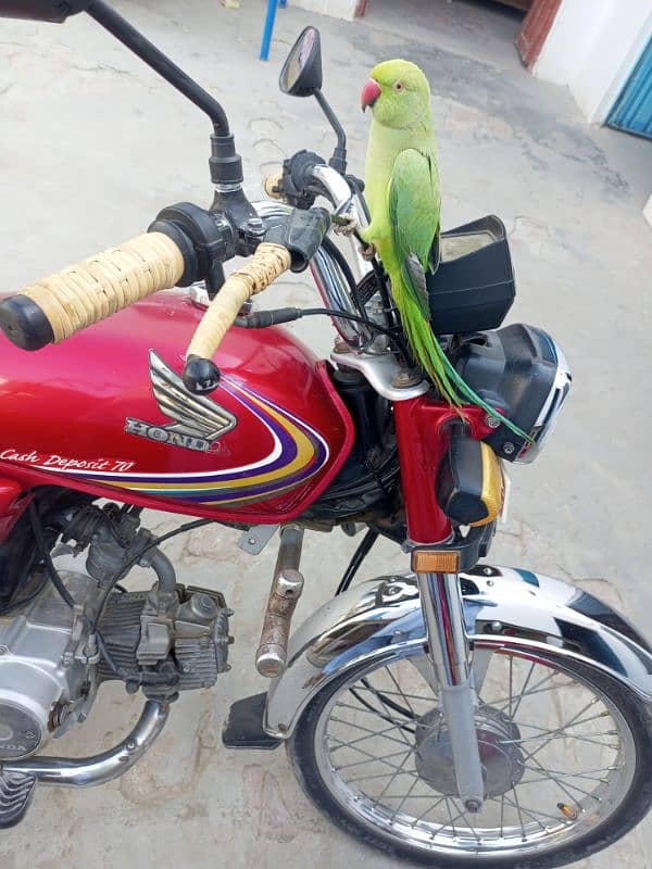 bol nay wala parrot 0