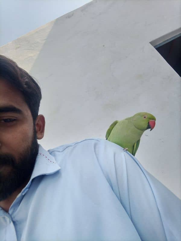 bol nay wala parrot 1