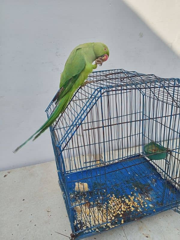 bol nay wala parrot 2