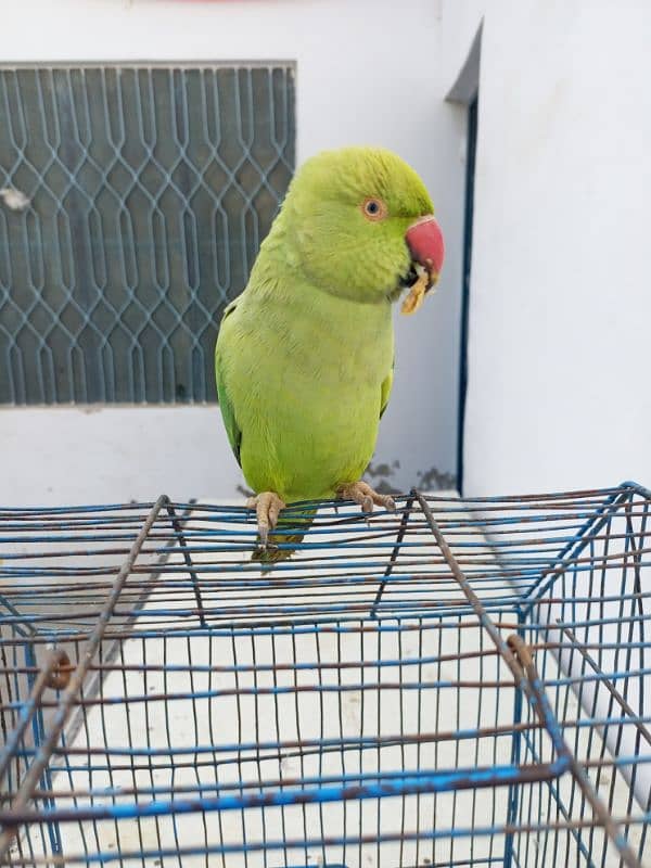 bol nay wala parrot 3