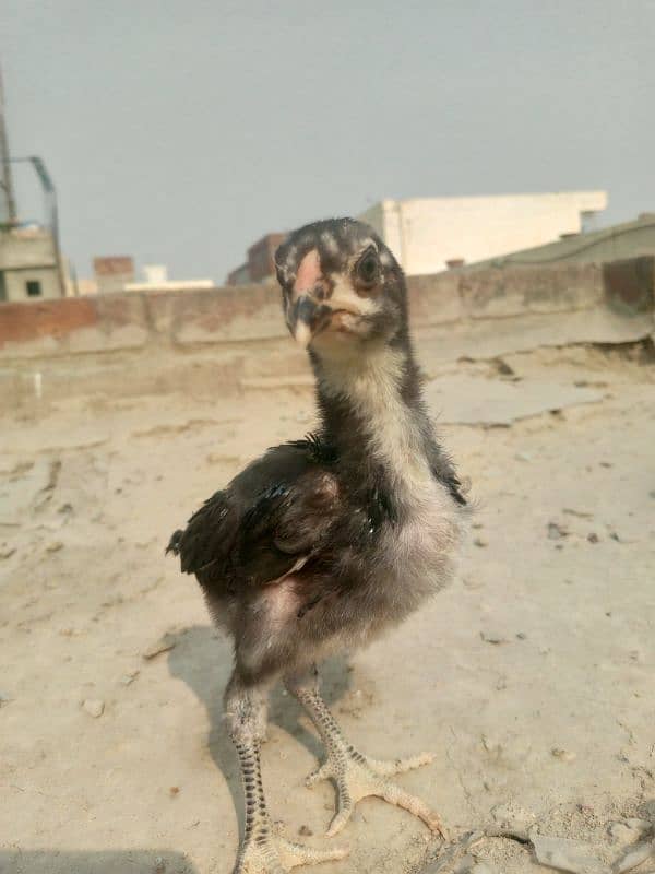 pure Thai aseel chicks for sale 4