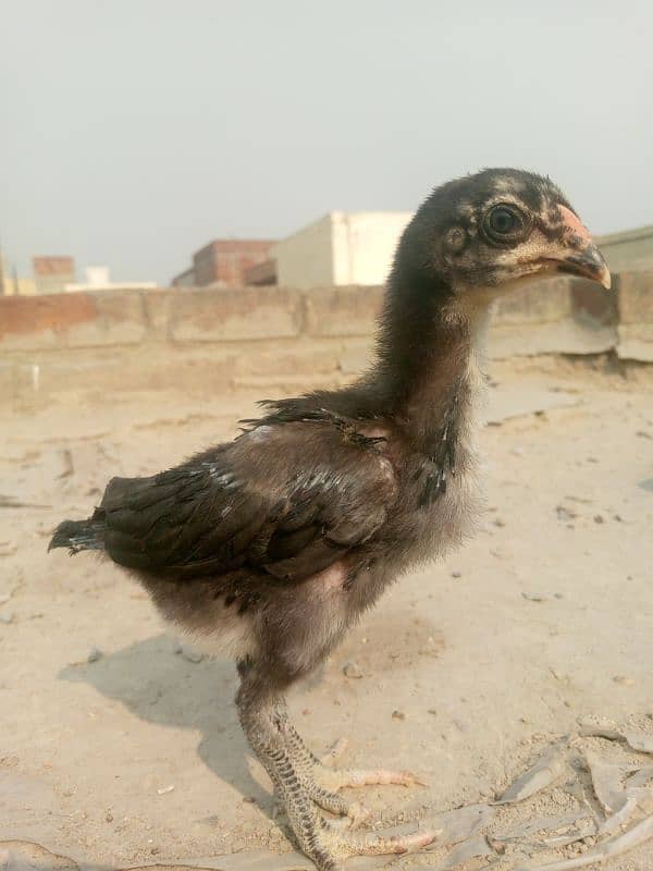 pure Thai aseel chicks for sale 5