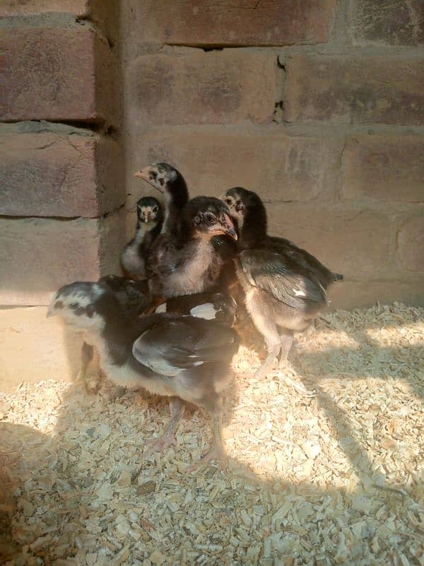 pure Thai aseel chicks for sale 6